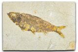 Detailed Fossil Fish (Knightia) - Wyoming #348067-1